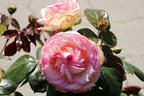 Zwergrose 'Biedermeier' ® - Rosa 'Biedermeier' ®