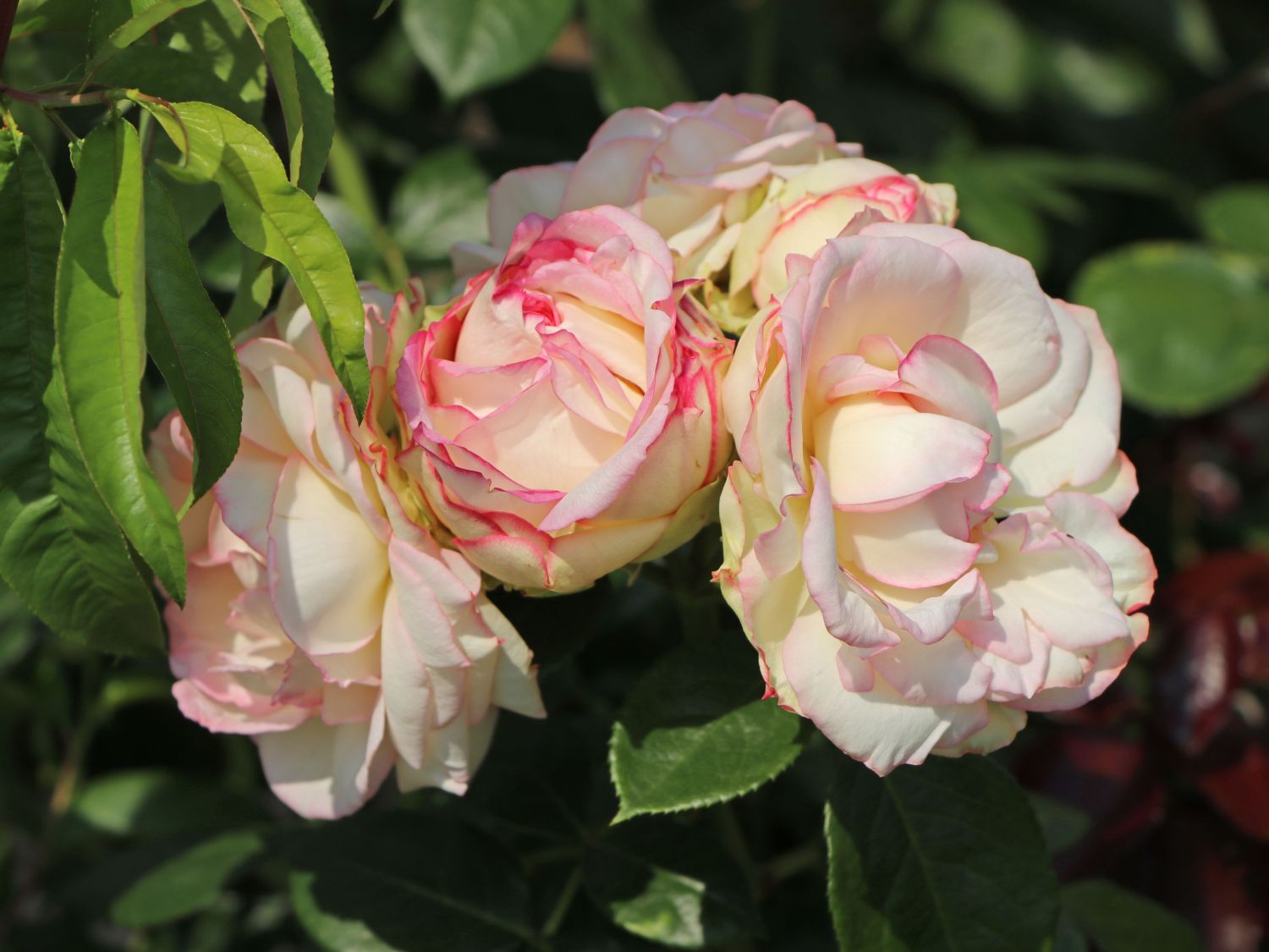 Zwergrose 'Biedermeier' ® - Rosa 'Biedermeier' ®