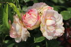 Zwergrose 'Biedermeier' ® - Rosa 'Biedermeier' ®