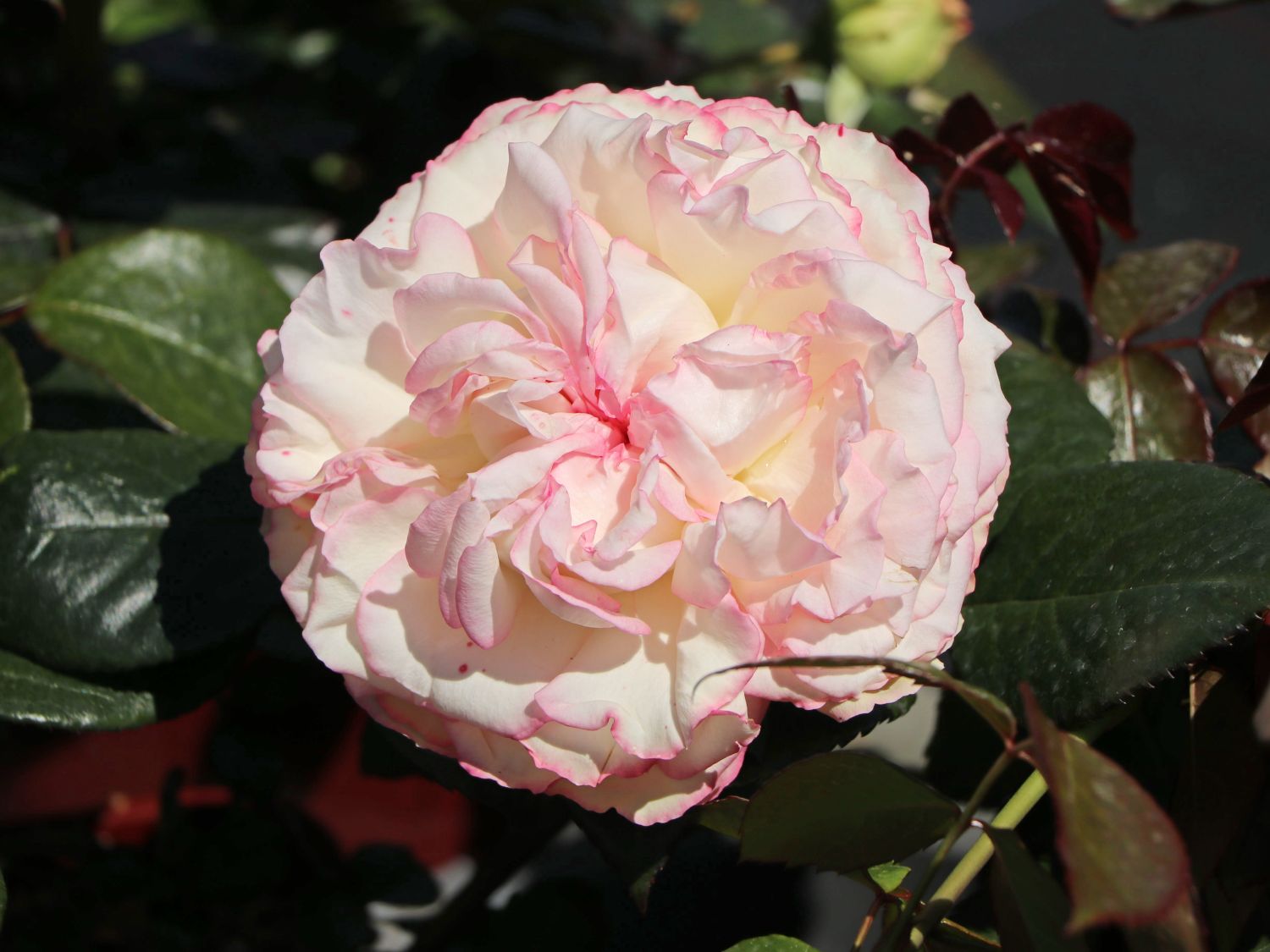 Zwergrose 'Biedermeier' ® - Rosa 'Biedermeier' ®