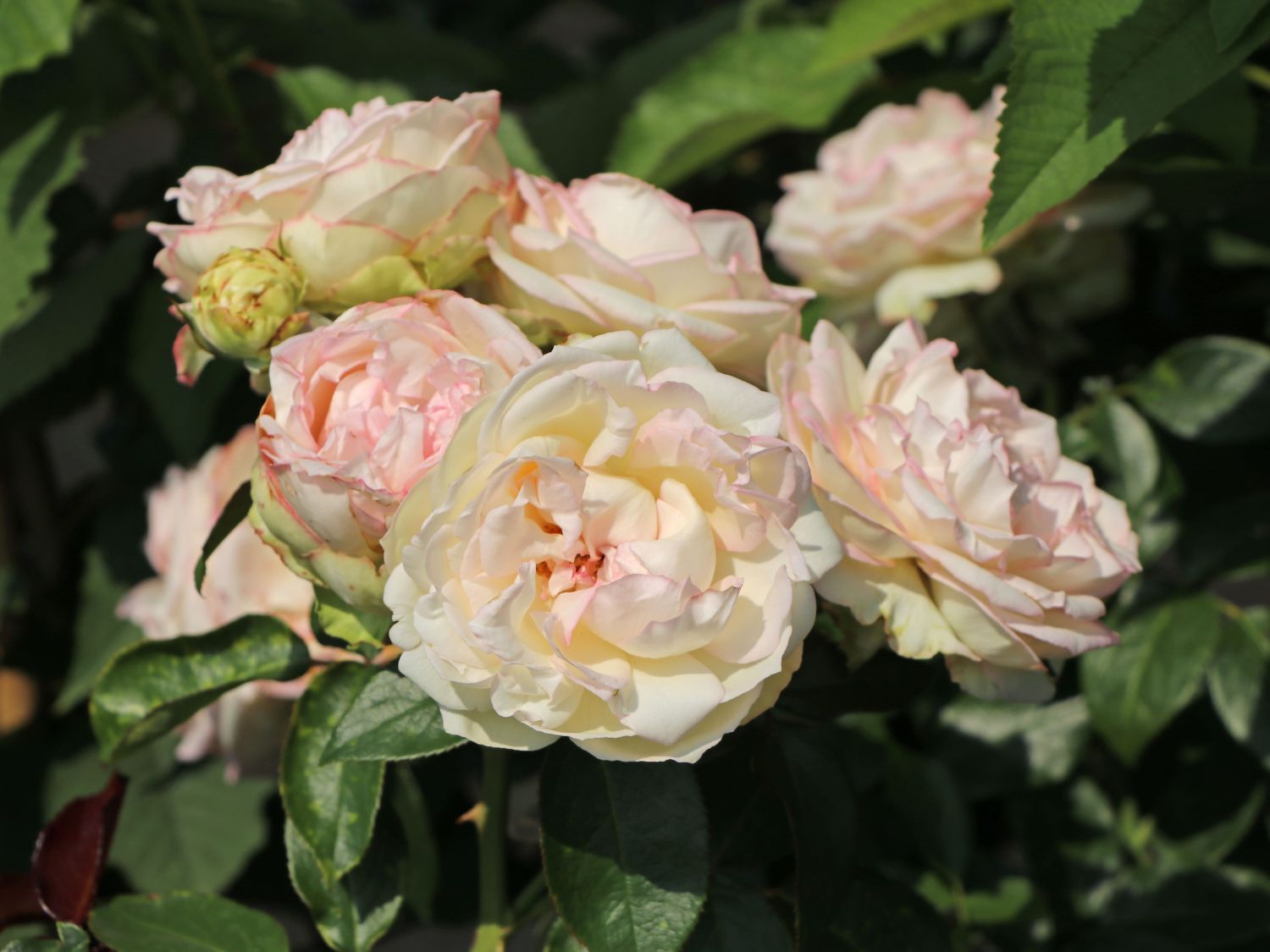 Zwergrose 'Biedermeier' ® - Rosa 'Biedermeier' ®