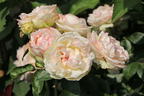 Zwergrose 'Biedermeier' ® - Rosa 'Biedermeier' ®