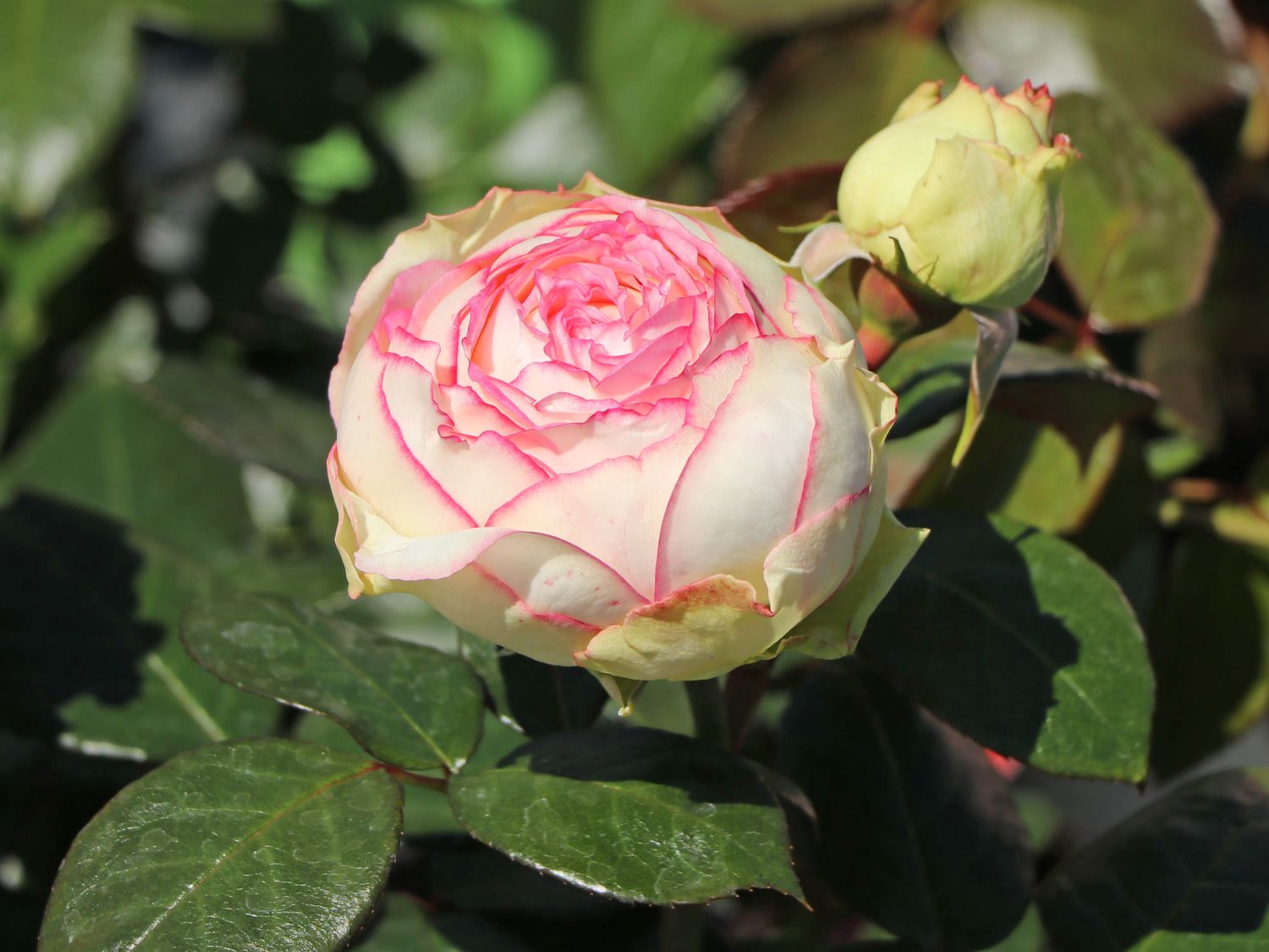 Zwergrose 'Biedermeier' ® - Rosa 'Biedermeier' ®