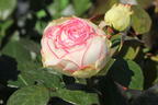 Zwergrose 'Biedermeier' ® - Rosa 'Biedermeier' ®