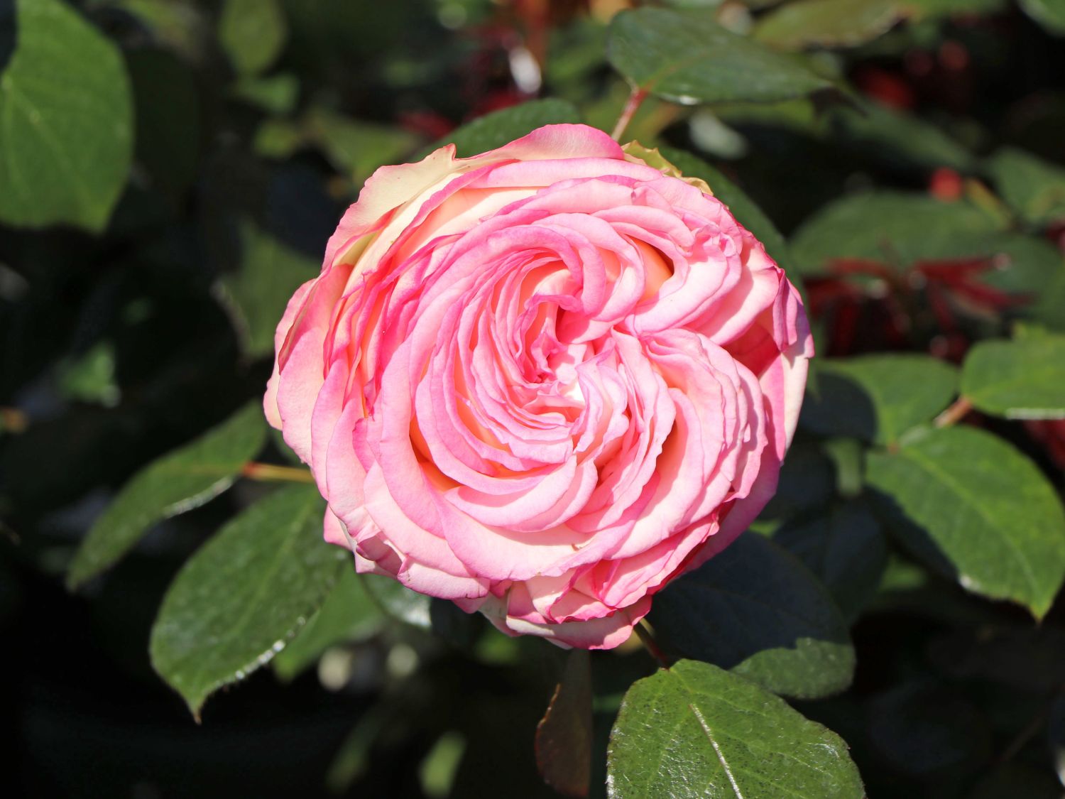 Zwergrose 'Biedermeier' ® - Rosa 'Biedermeier' ®