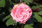 Zwergrose 'Biedermeier' ® - Rosa 'Biedermeier' ®