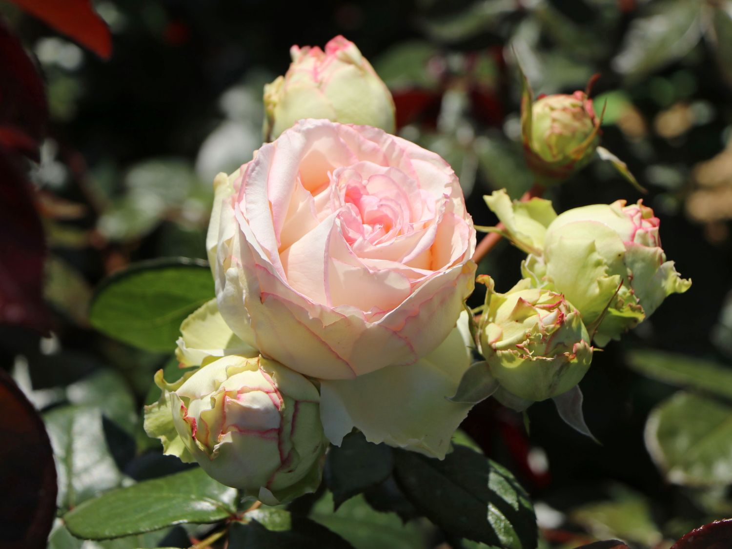 Zwergrose 'Biedermeier' ® - Rosa 'Biedermeier' ®