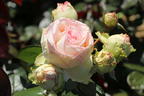 Zwergrose 'Biedermeier' ® - Rosa 'Biedermeier' ®