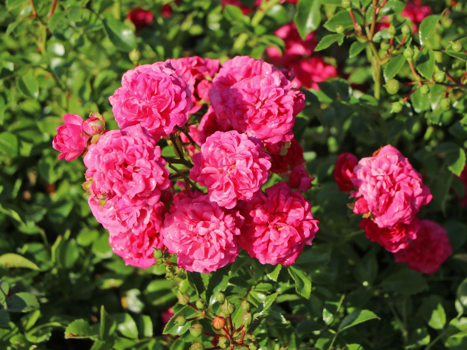 Zwergrose / Bodendecker-Rose 'Pepita' ® - Rosa 'Pepita' ®