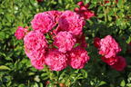 Zwergrose / Bodendecker-Rose 'Pepita' ® - Rosa 'Pepita' ®
