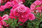 Zwergrose / Bodendecker-Rose 'Pepita' ® - Rosa 'Pepita' ®