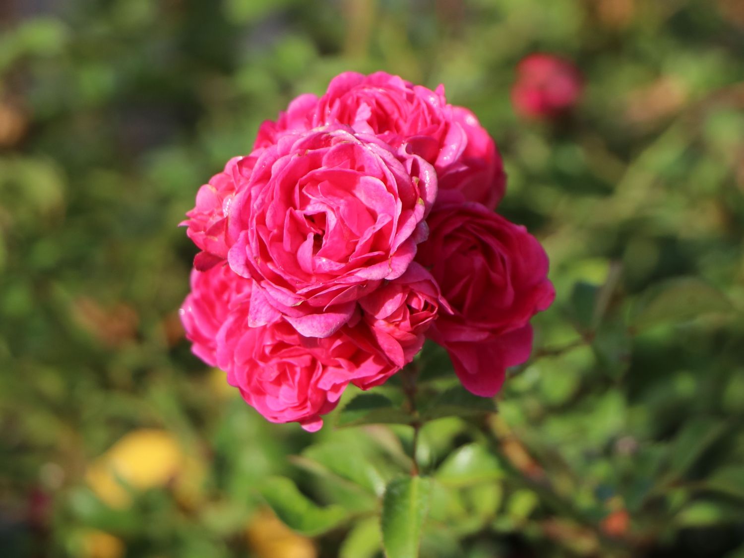 Zwergrose / Bodendecker-Rose 'Pepita' ® - Rosa 'Pepita' ®