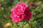 Zwergrose / Bodendecker-Rose 'Pepita' ® - Rosa 'Pepita' ®