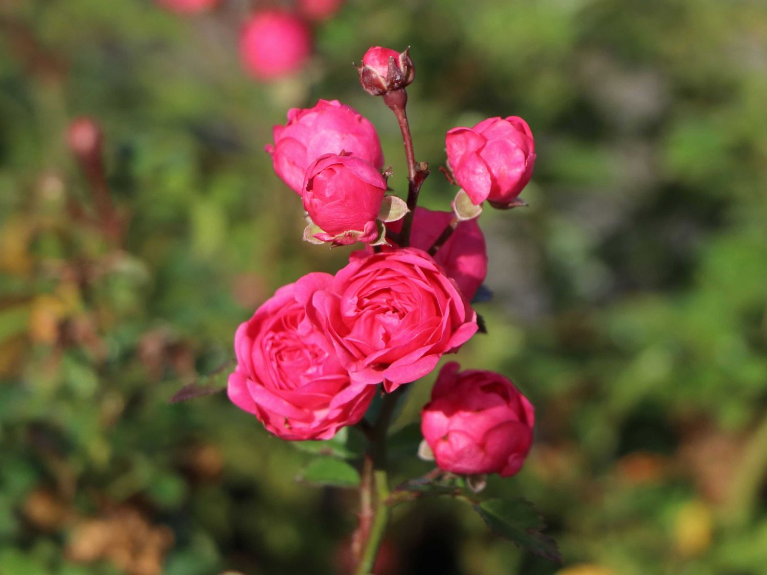Zwergrose / Bodendecker-Rose 'Pepita' ® - Rosa 'Pepita' ®
