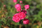 Zwergrose / Bodendecker-Rose 'Pepita' ® - Rosa 'Pepita' ®