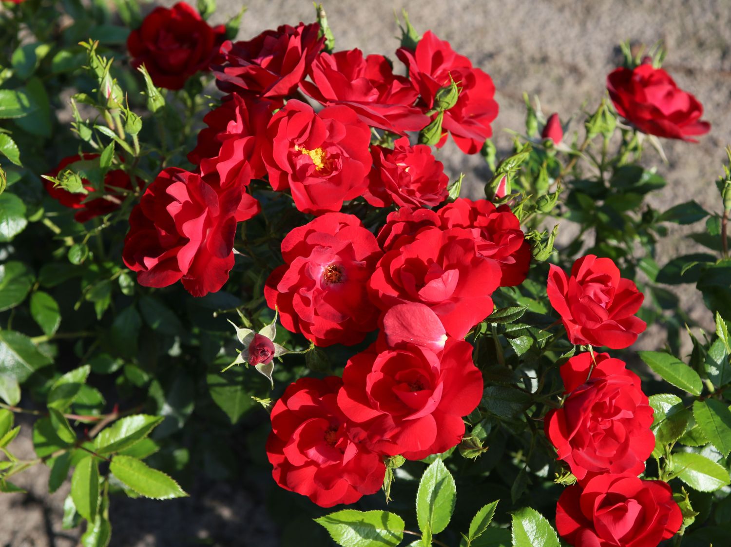 Zwergrose 'Cayenne' ®