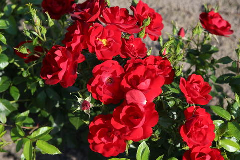 Zwergrose 'Cayenne' ® - Rosa 'Cayenne' ® ADR-Rose