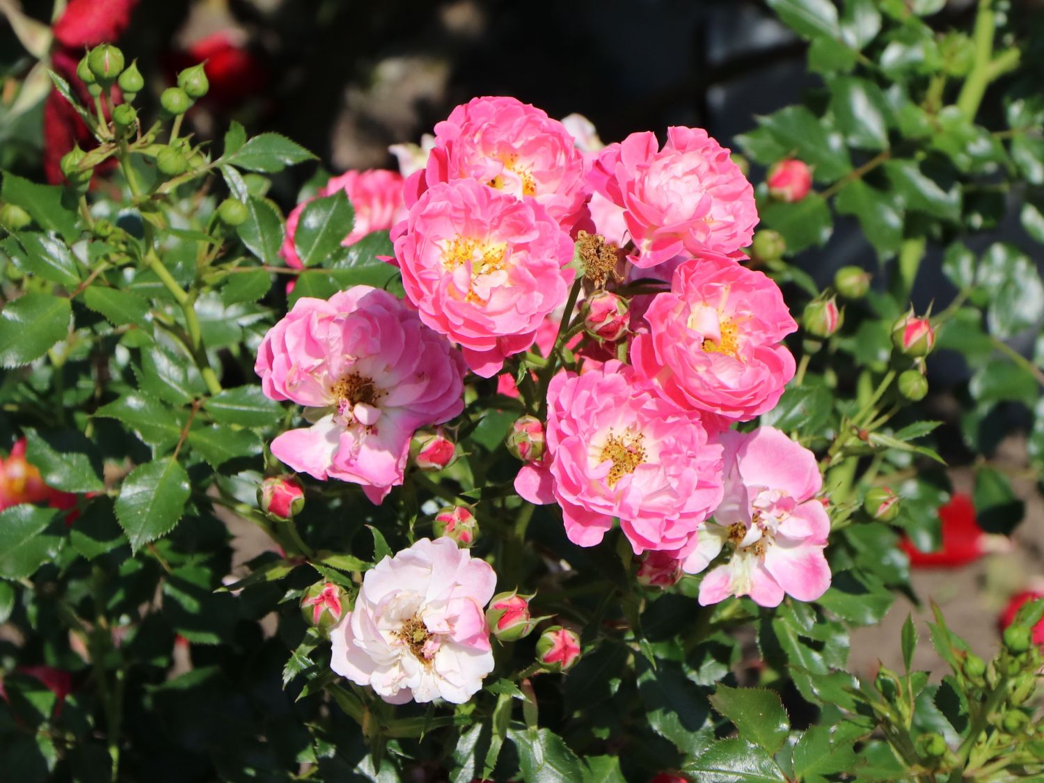 Zwergrose 'Charmant' ®