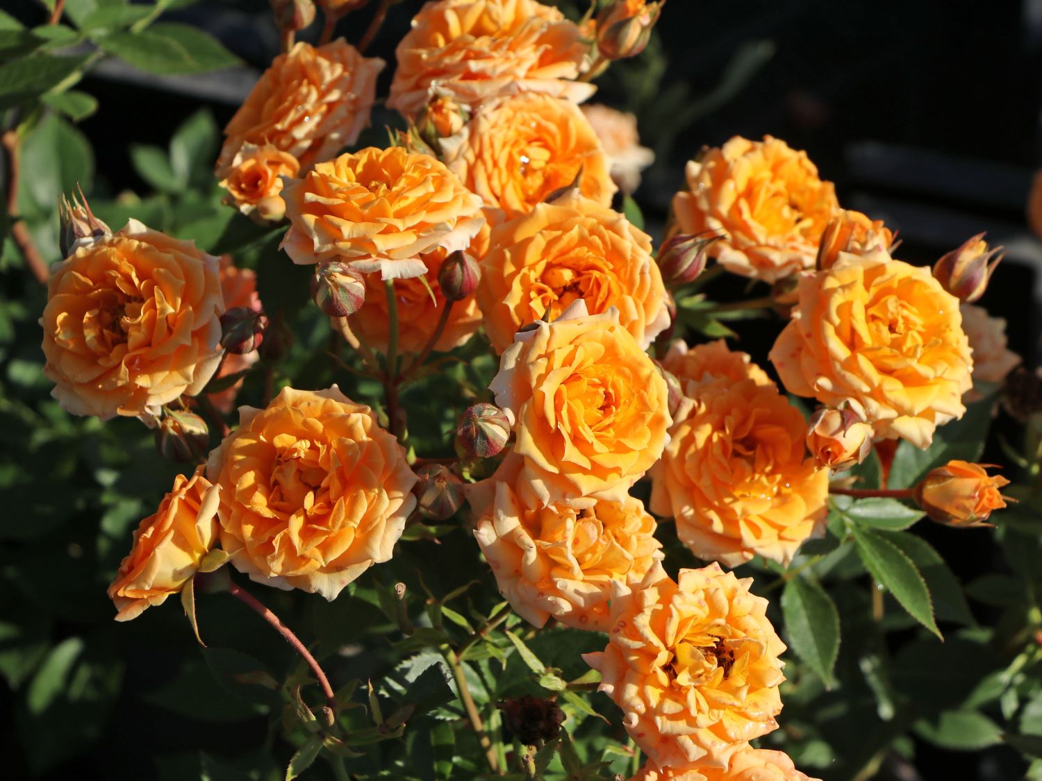 Zwergrose 'Clementine' ®