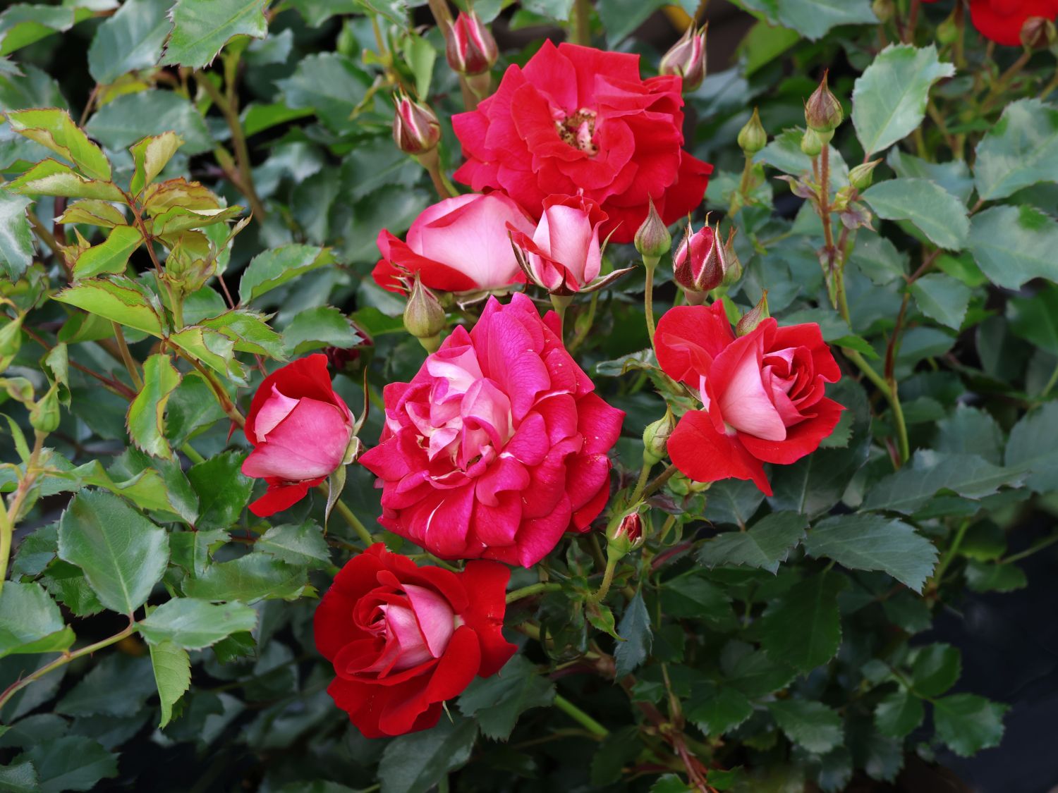 Zwergrose 'Corazon' ® - Rosa 'Corazon' ®