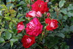 Zwergrose 'Corazon' ® - Rosa 'Corazon' ®
