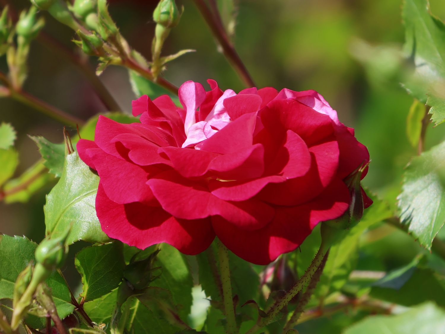 Zwergrose 'Corazon' ® - Rosa 'Corazon' ®