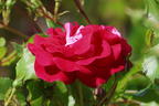 Zwergrose 'Corazon' ® - Rosa 'Corazon' ®