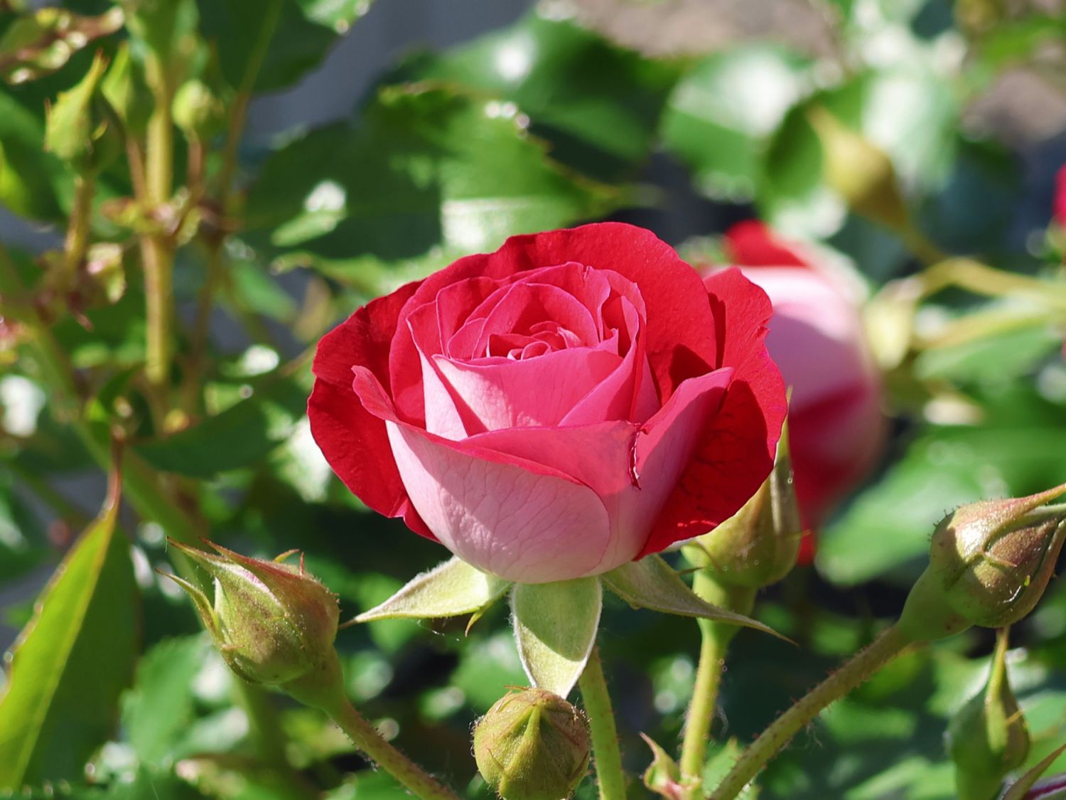 Zwergrose 'Corazon' ® - Rosa 'Corazon' ®