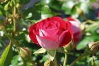 Zwergrose 'Corazon' ® - Rosa 'Corazon' ®
