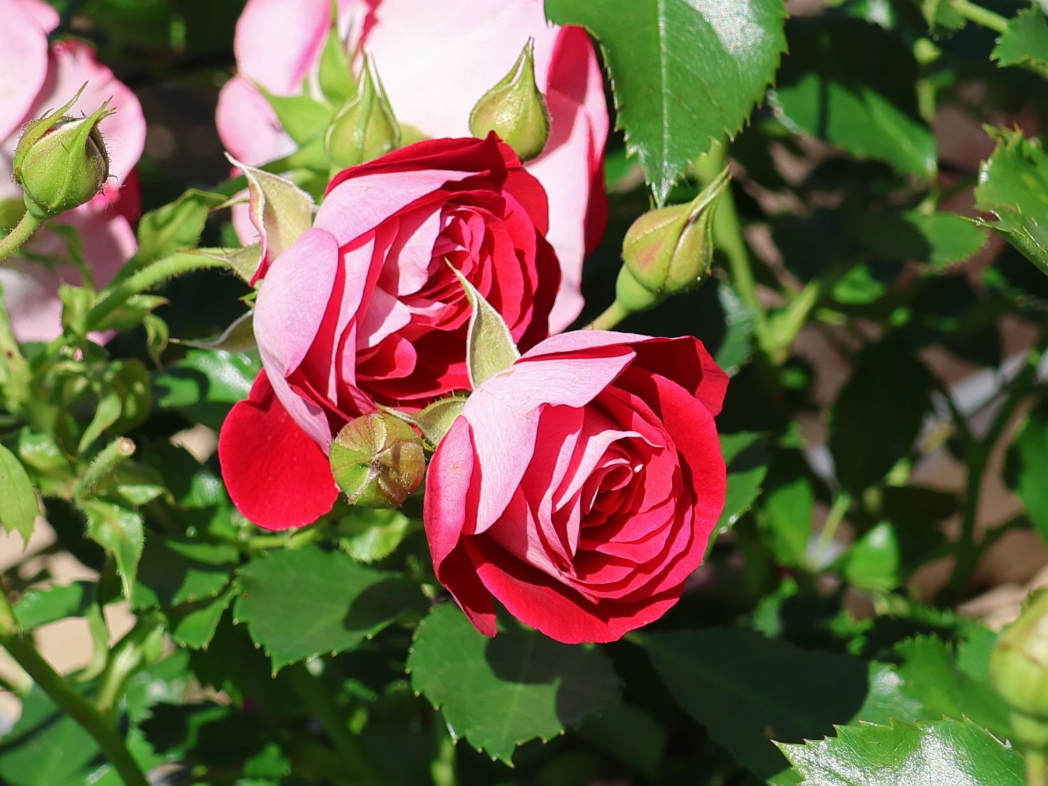 Zwergrose 'Corazon' ® - Rosa 'Corazon' ®