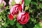 Zwergrose 'Corazon' ® - Rosa 'Corazon' ®