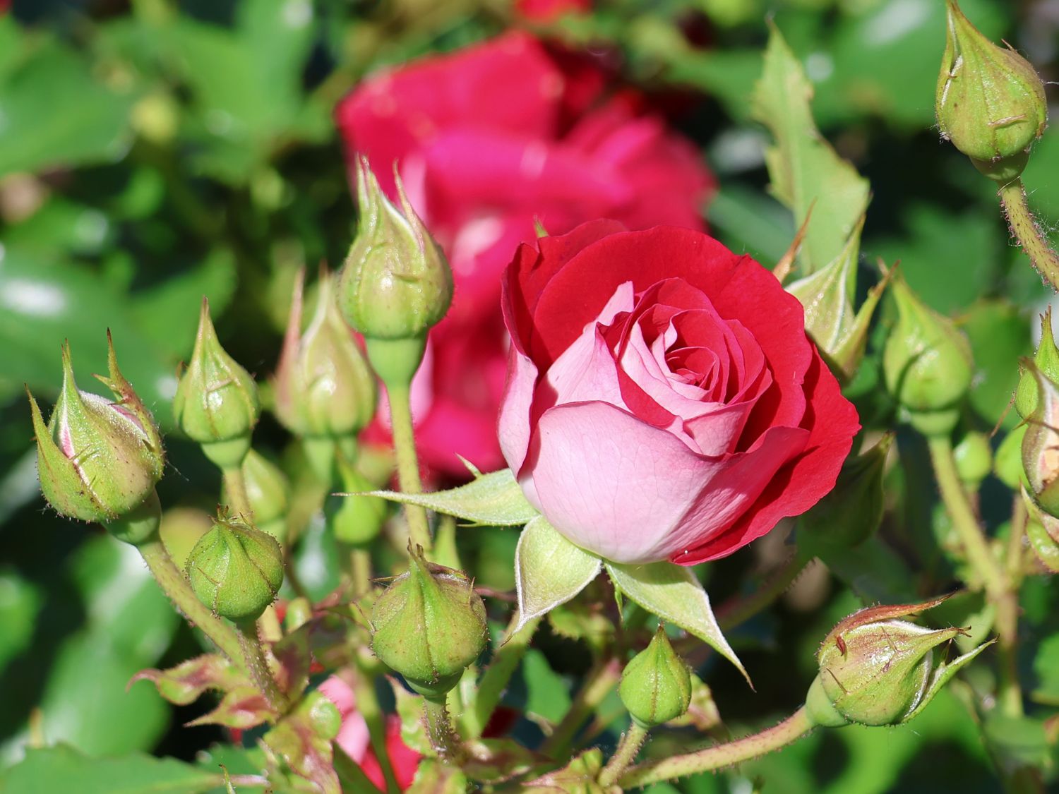 Zwergrose 'Corazon' ® - Rosa 'Corazon' ®