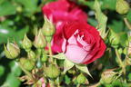 Zwergrose 'Corazon' ® - Rosa 'Corazon' ®