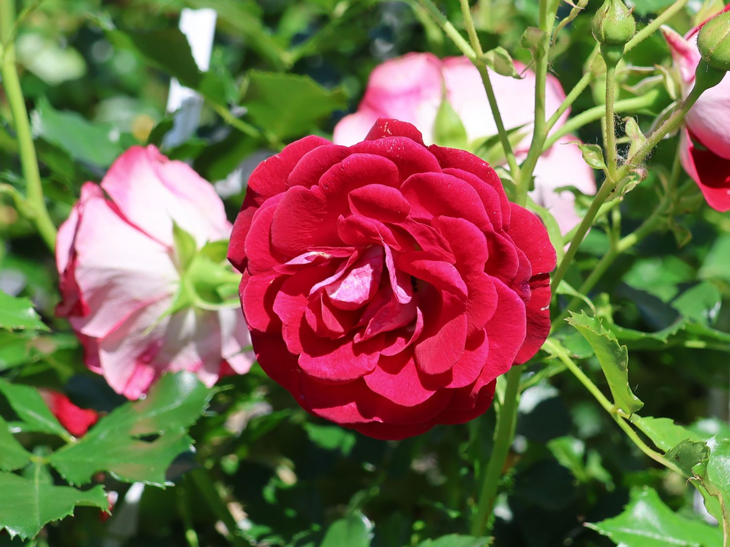 Zwergrose 'Corazon' ® - Rosa 'Corazon' ®