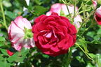 Zwergrose 'Corazon' ® - Rosa 'Corazon' ®