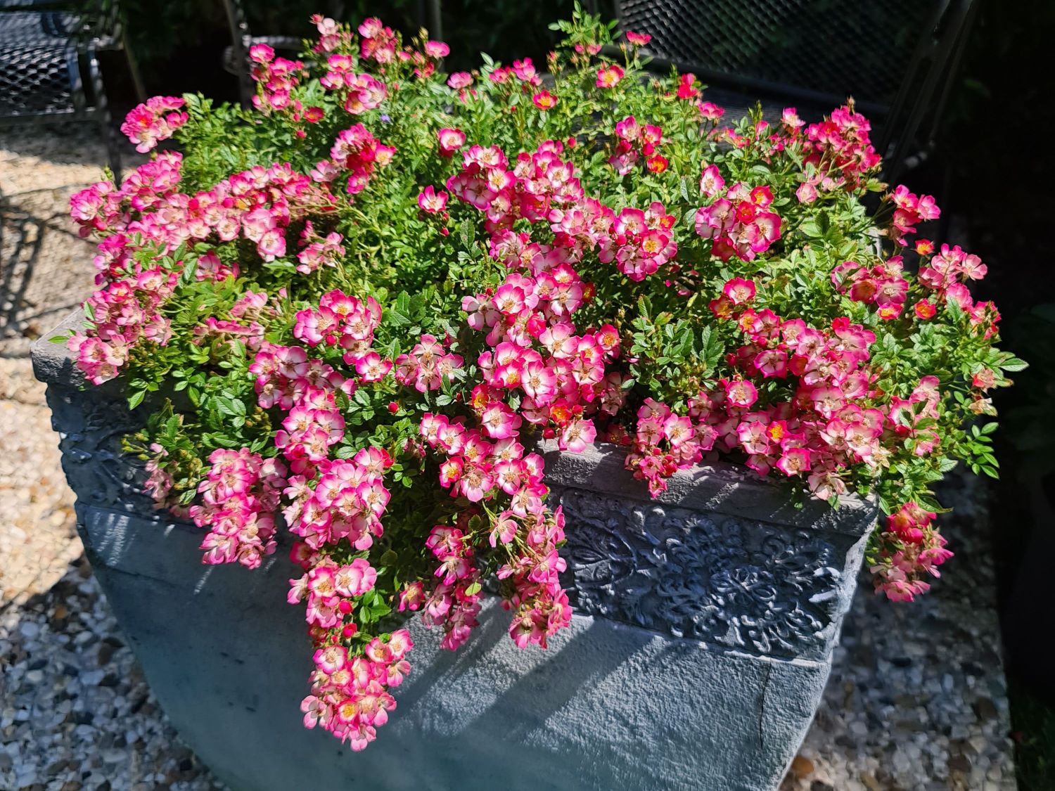 Zwergrose 'Cutie Pie'