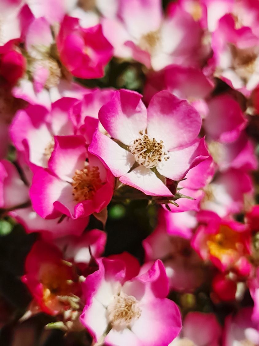 Zwergrose 'Cutie Pie' - Rosa 'Cutie Pie'