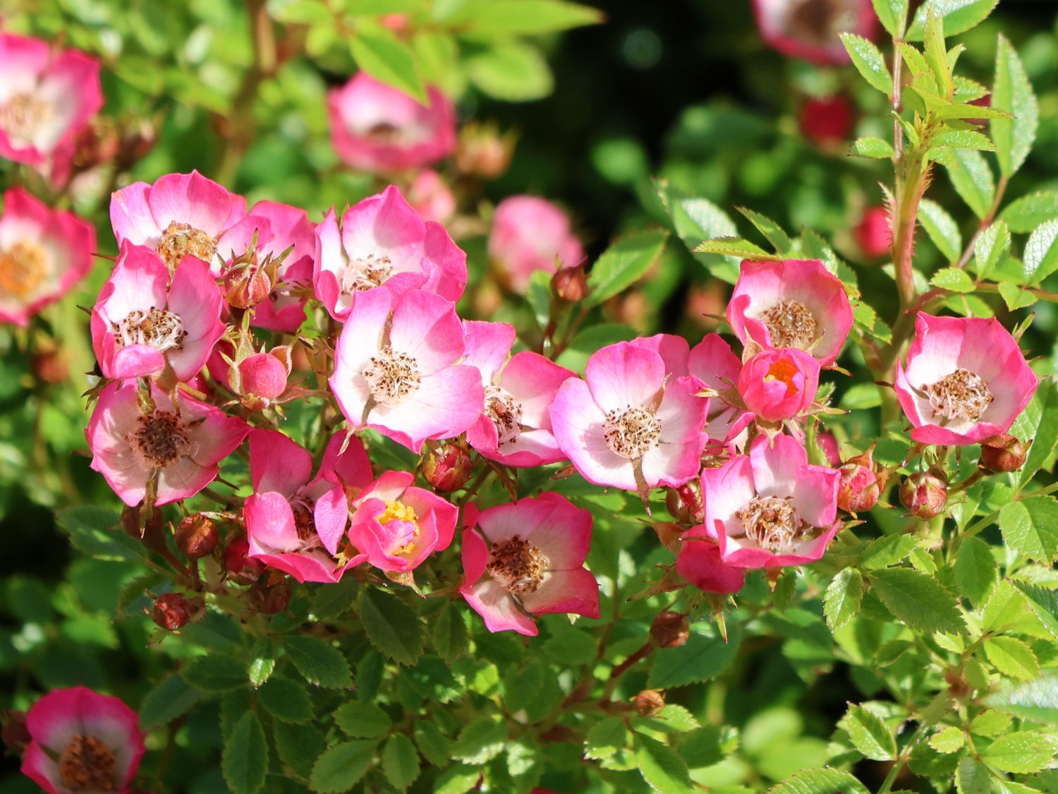 Zwergrose 'Cutie Pie' - Rosa 'Cutie Pie'