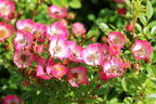 Zwergrose 'Cutie Pie' - Rosa 'Cutie Pie'