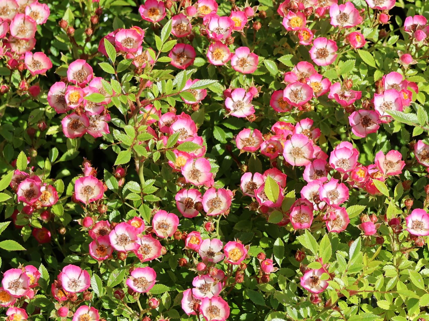 Zwergrose 'Cutie Pie' - Rosa 'Cutie Pie'