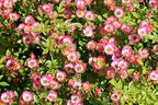 Zwergrose 'Cutie Pie' - Rosa 'Cutie Pie'