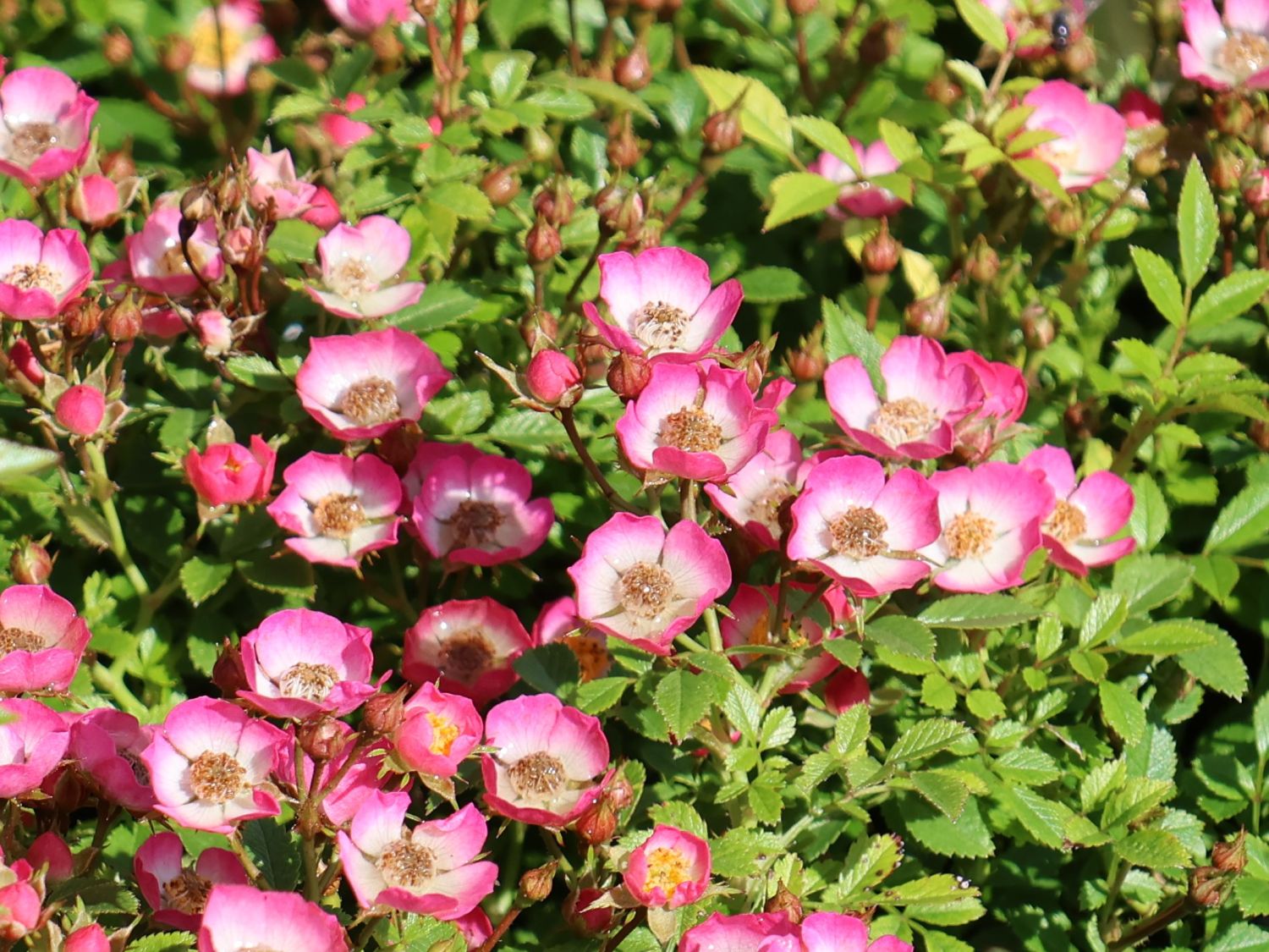 Zwergrose 'Cutie Pie' - Rosa 'Cutie Pie'