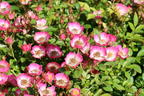 Zwergrose 'Cutie Pie' - Rosa 'Cutie Pie'