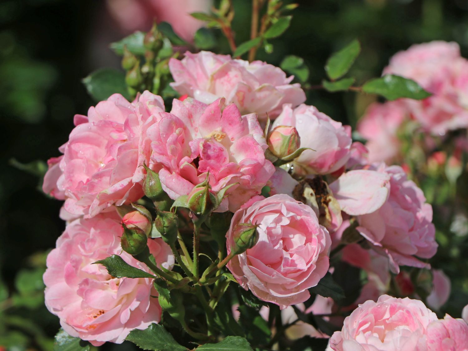 Zwergrose 'Flirt ® 2011'