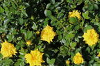 Zwergrose 'Goldjuwel' ® - Rosa 'Goldjuwel' ®