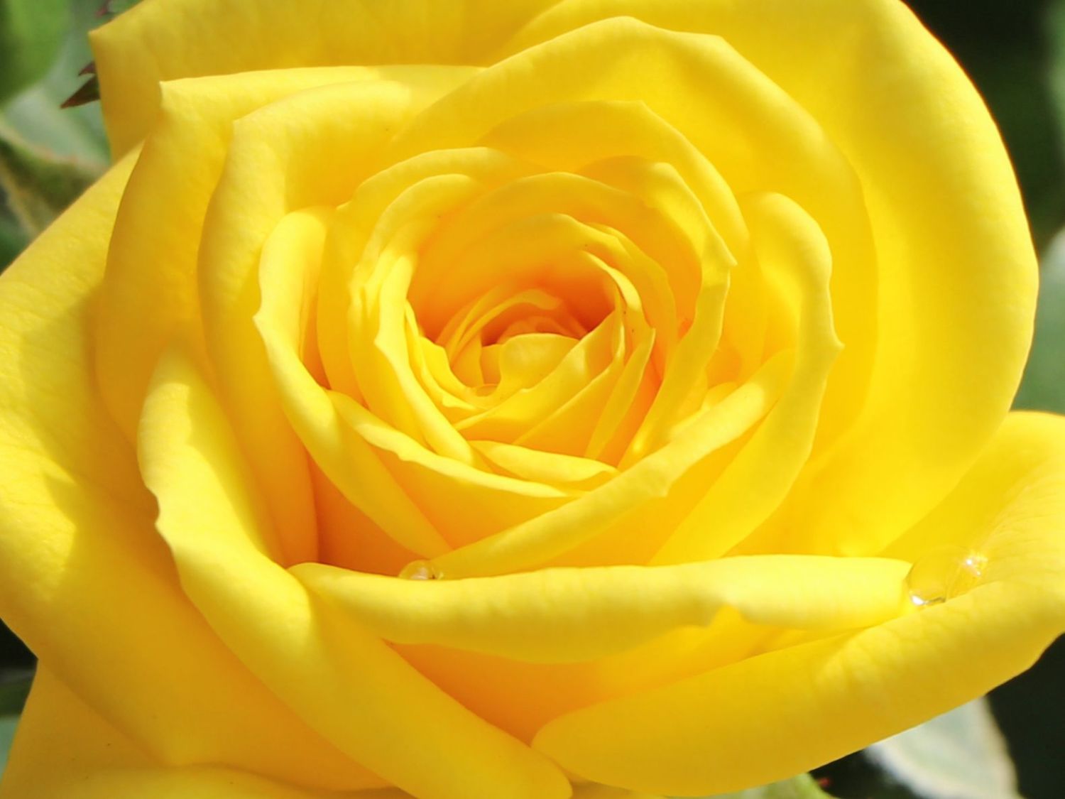 Zwergrose 'Goldjuwel' ® - Rosa 'Goldjuwel' ®