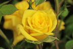 Zwergrose 'Goldjuwel' ® - Rosa 'Goldjuwel' ®