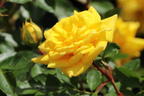 Zwergrose 'Goldjuwel' ® - Rosa 'Goldjuwel' ®