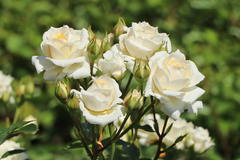 Zwergrose 'Honeymilk' ®