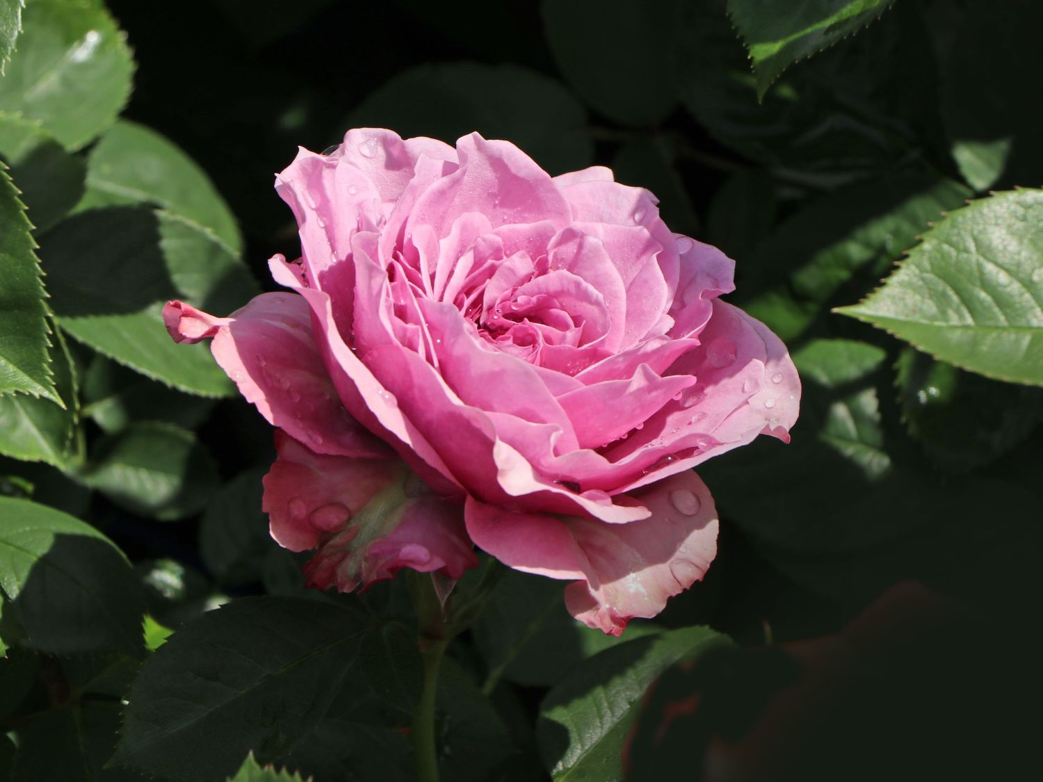 Zwergrose 'Lavender Ice' ® - Rosa 'Lavender Ice' ®